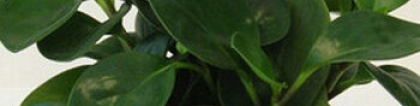 碧玉花的养殖方法：碧玉花的养殖方法