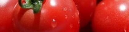 番茄的作用：番茄的功效与作用