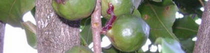 澳洲坚果树：澳洲坚果种植技术